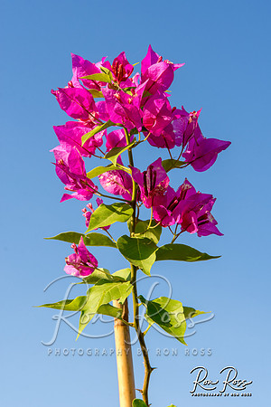 KemetNu2018_255